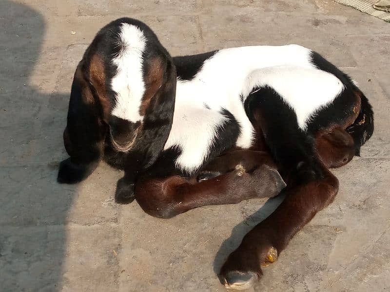 2 baby goat for sale nagra dabba 0