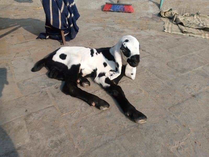 2 baby goat for sale nagra dabba 1