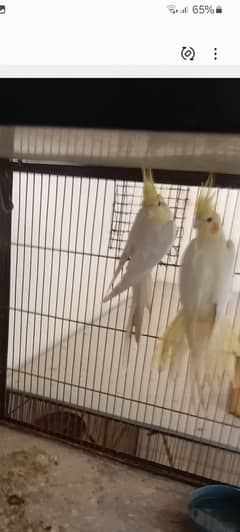 Some birds and cage available