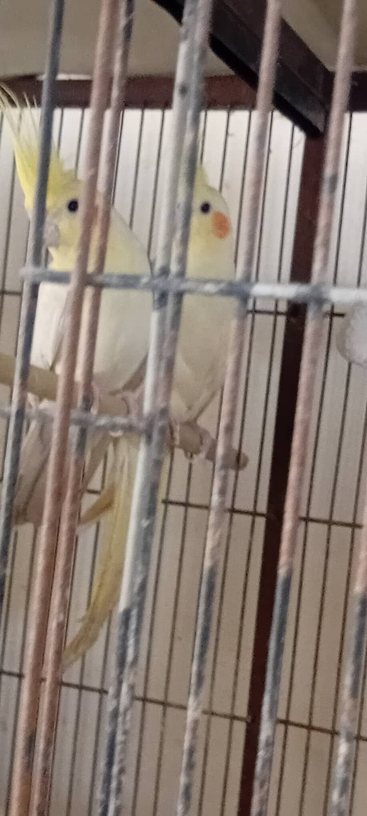 Some birds and cage available 1