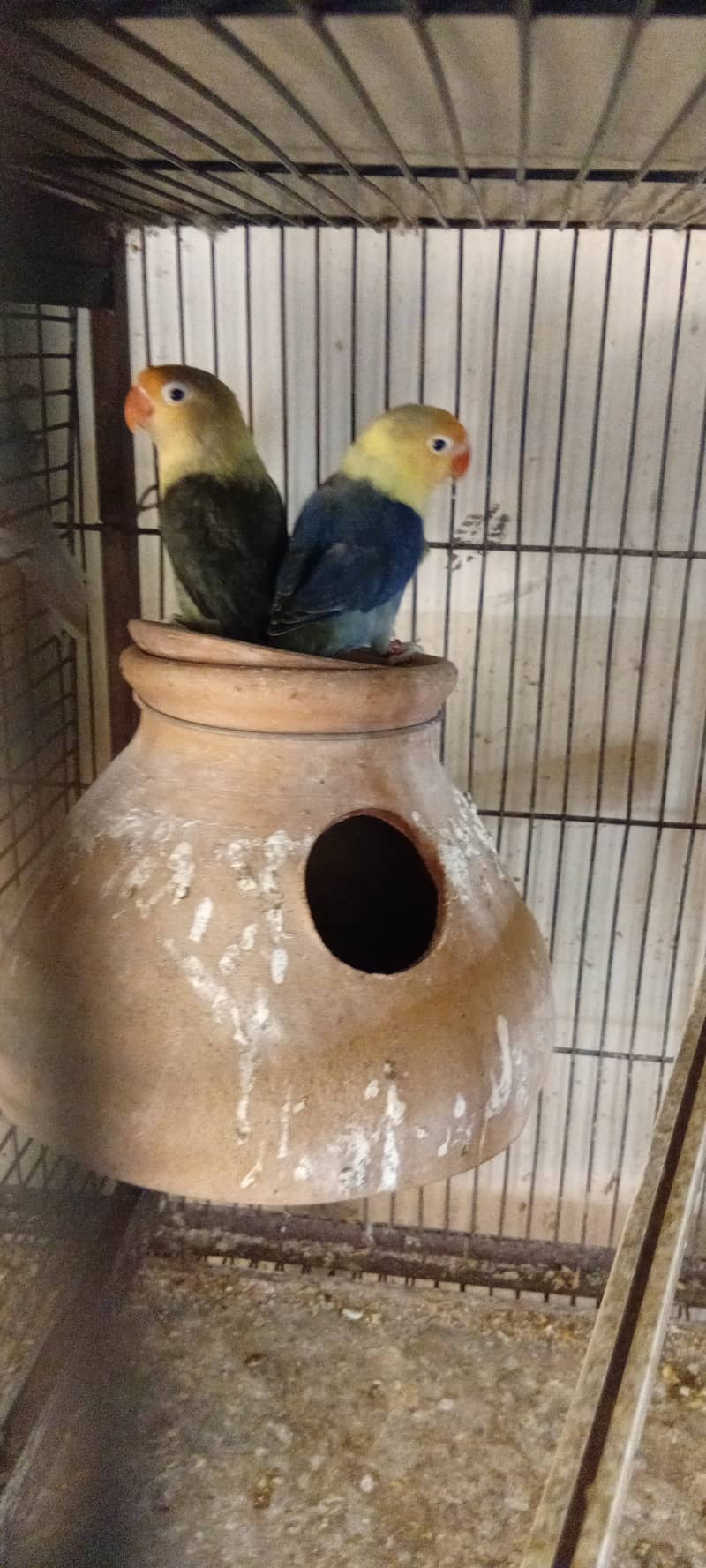 Some birds and cage available 3