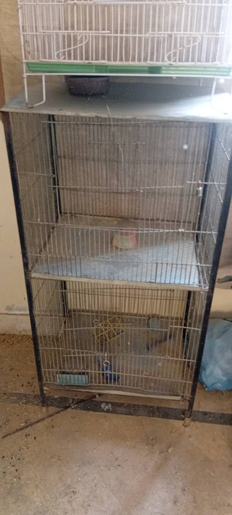 Some birds and cage available 4