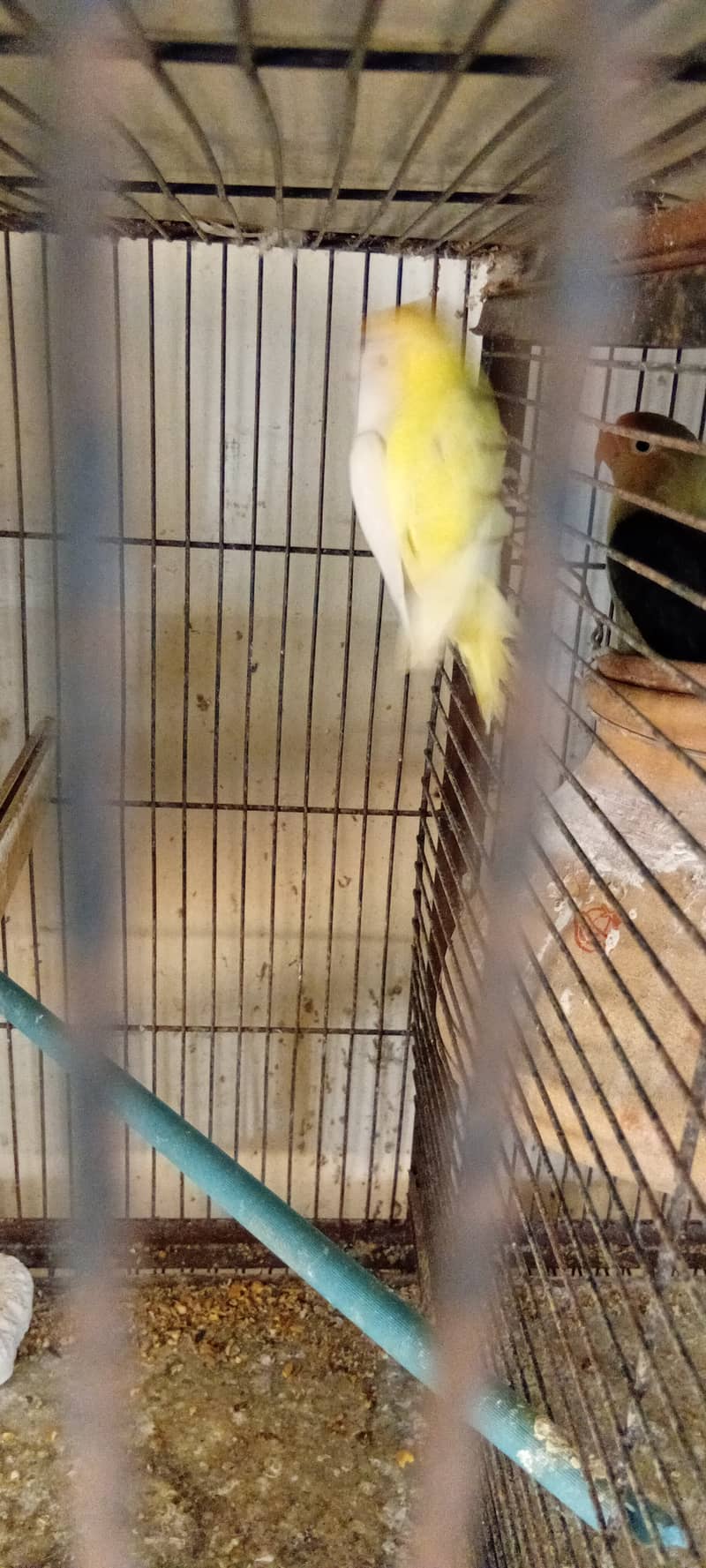 Some birds and cage available 8