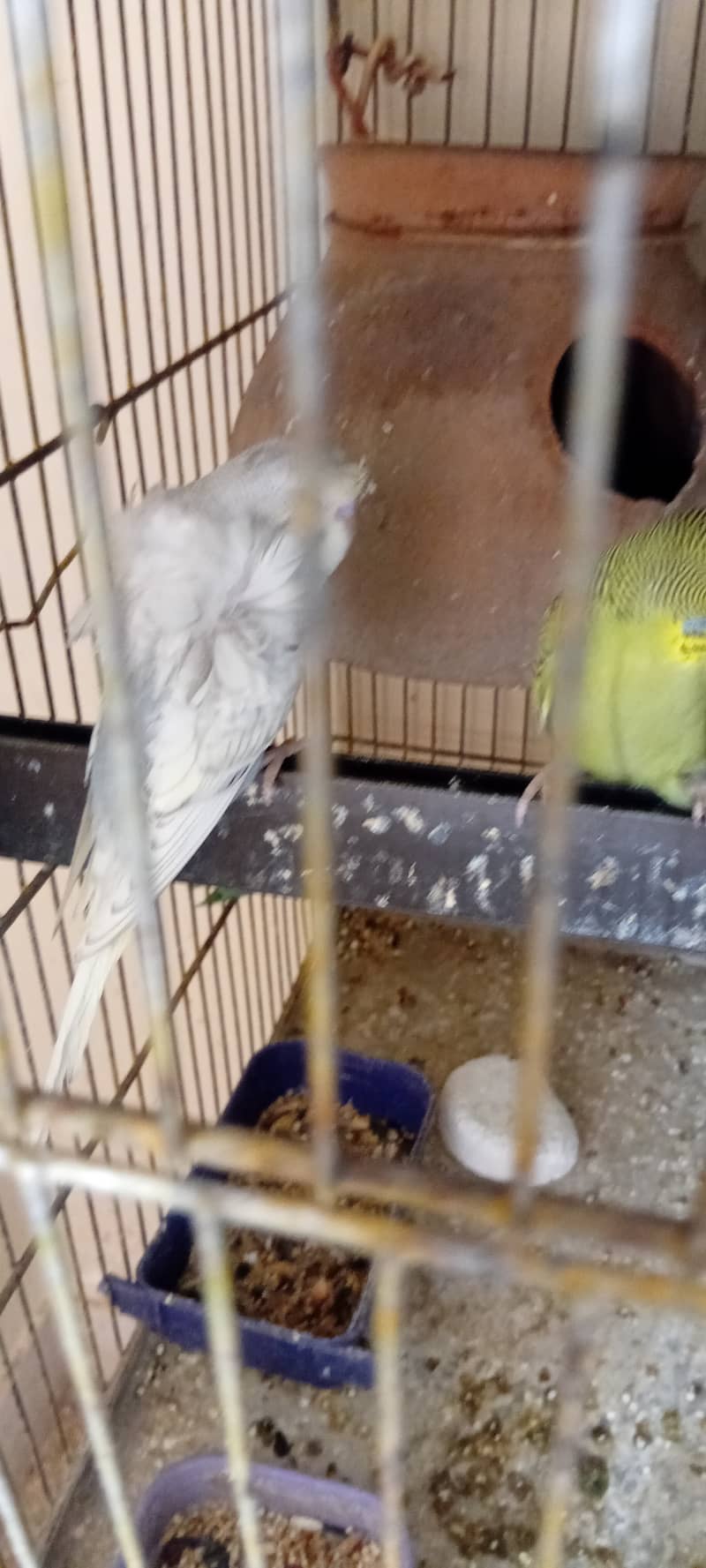 Some birds and cage available 9