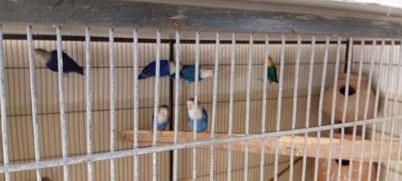 Some birds and cage available 12