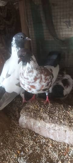 Ayam ciyamani breeder pair, chicks,white jacobin breeder , available