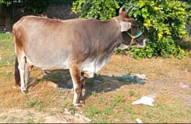 Cow