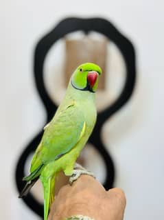 Ringneck Male Parrot