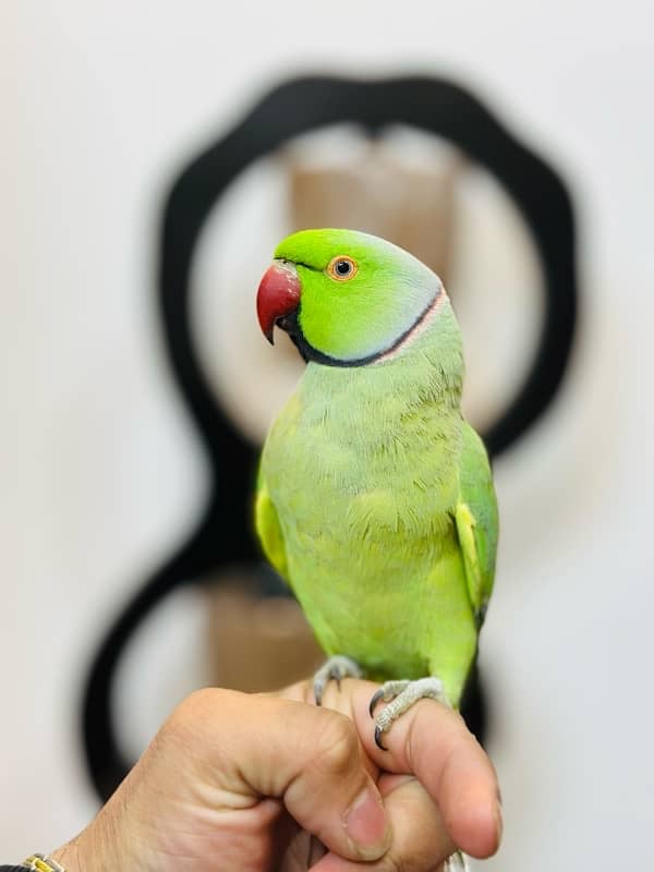 Ringneck Male Parrot 1