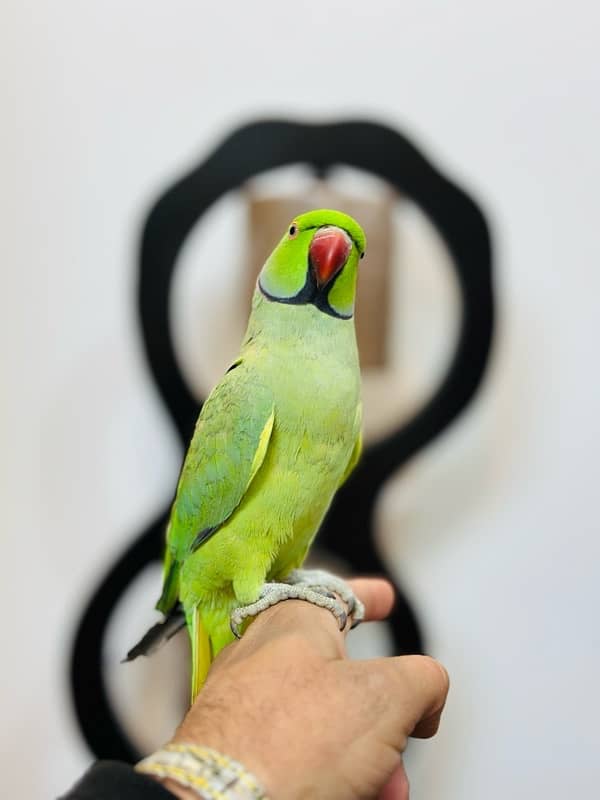 Ringneck Male Parrot 2