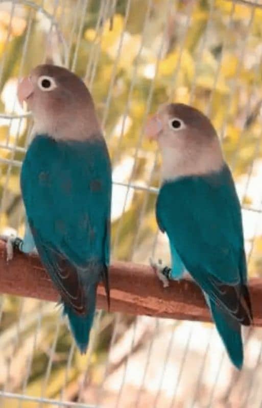 love birds pairs . . males or females extra 4