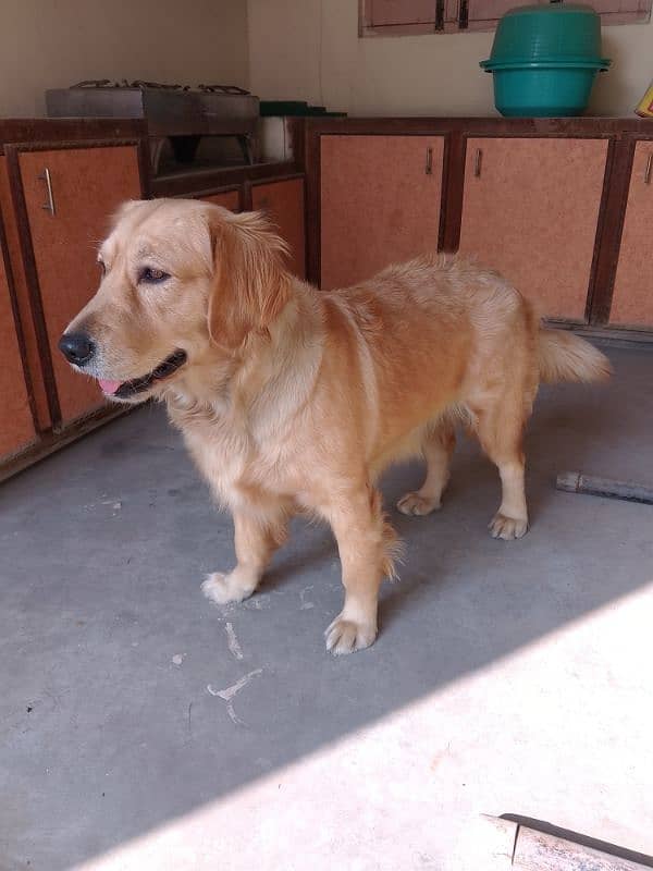 Golden retriever female breeder PKC Pedigree  cont. 03236897795 wattsp 1