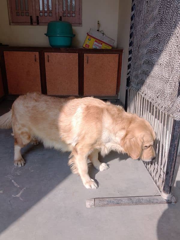 Golden retriever female breeder PKC Pedigree  cont. 03236897795 wattsp 2