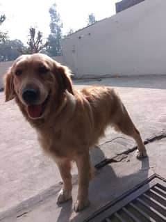 Golden retriever female breeder PKC Pedigree  cont. 03117025778 wattsp