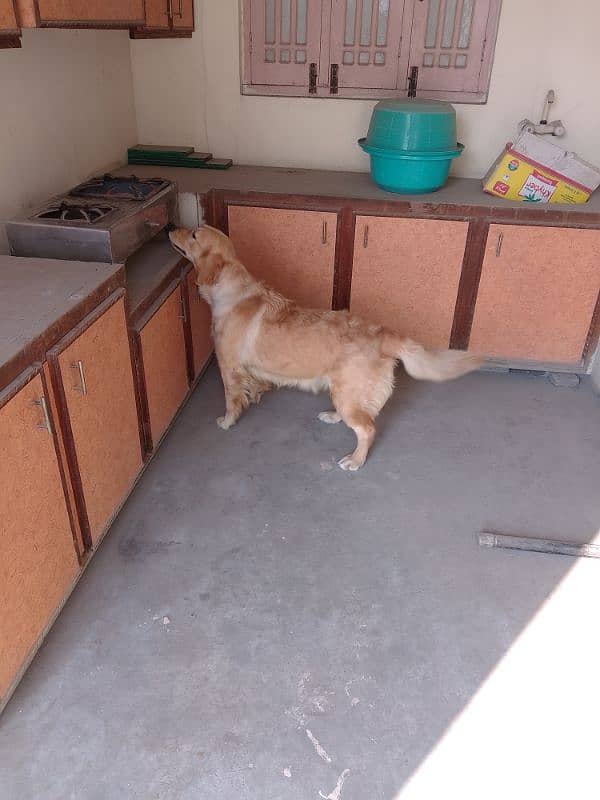 Golden retriever female breeder PKC Pedigree  cont. 03236897795 wattsp 4