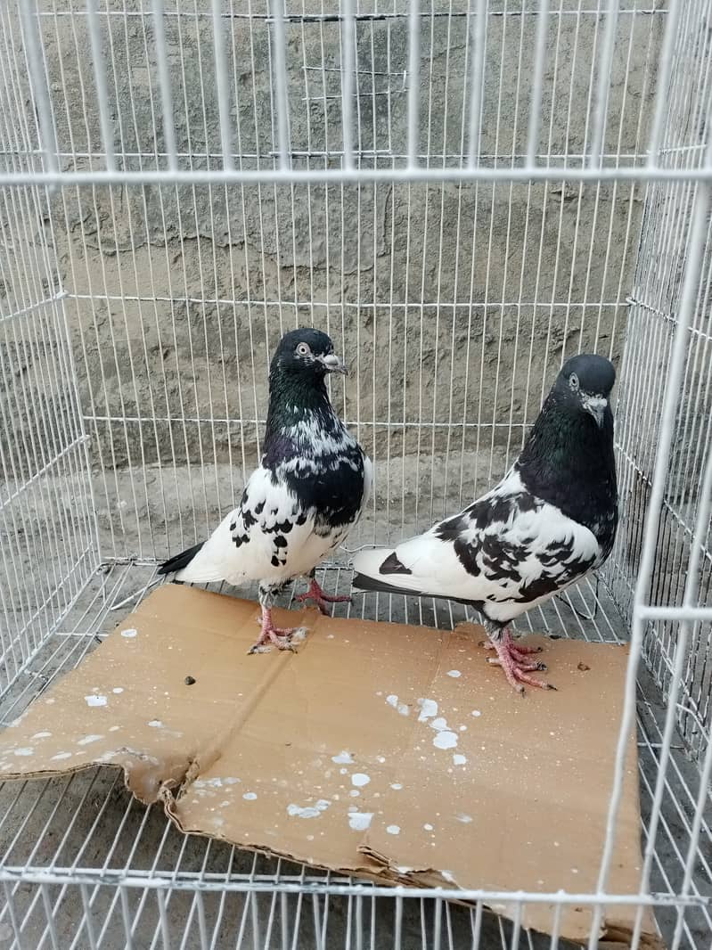 Rampuri pair breed jora heigh quality 1