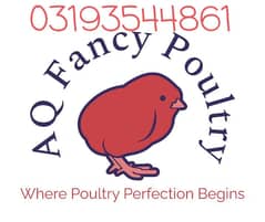 fancy hen eggs - fancy hen chicks- rir - rir heritage