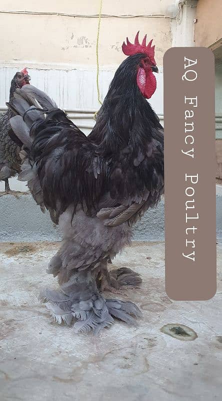 fancy hen eggs - fancy hen chicks- rir - rir heritage- fertile eggs 1