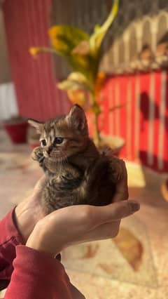 Semi Persian Kittens