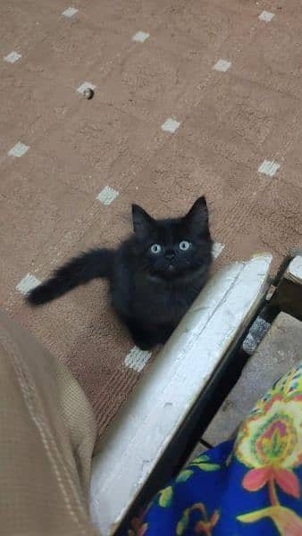 Pure Black Turkish angora Kitten available having triple coat 0