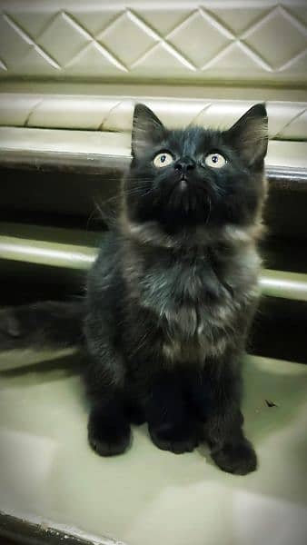 Pure Black Turkish angora Kitten available having triple coat 1