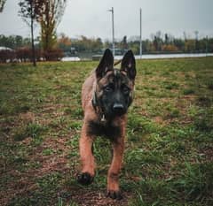 imported Belgian Malinois male puppy