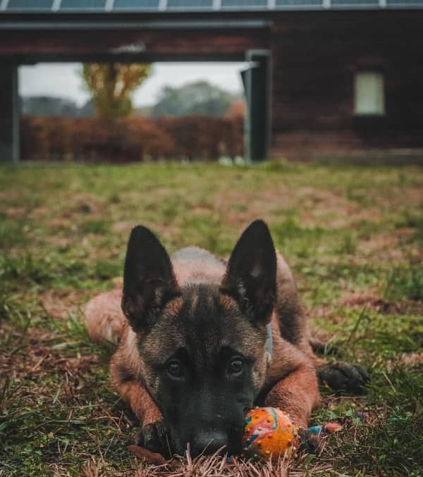 imported Belgian Malinois male puppy 1