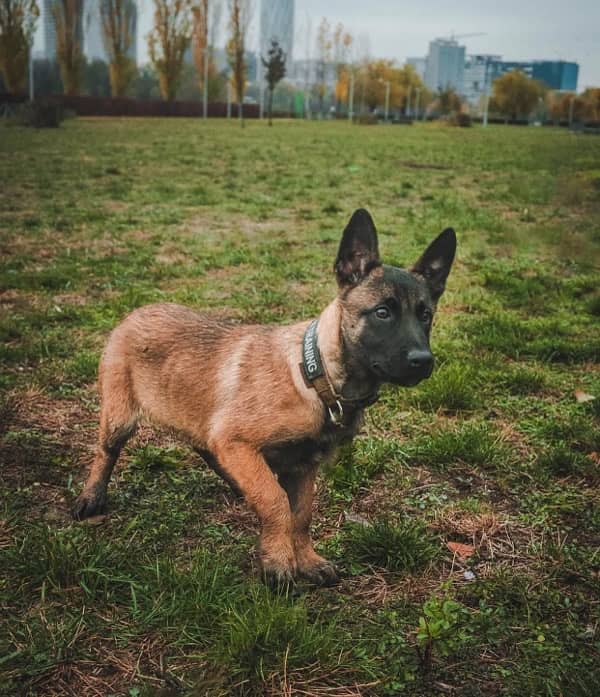 imported Belgian Malinois male puppy 2