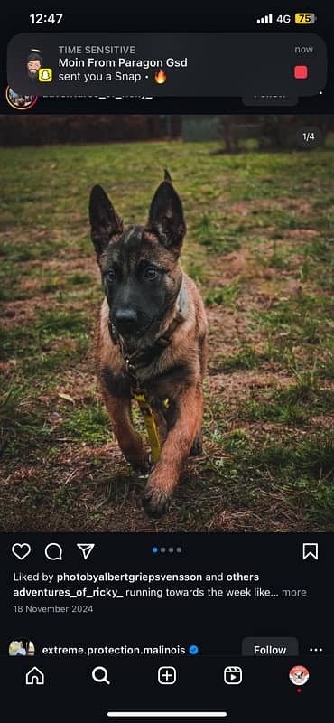 imported Belgian Malinois male puppy 3