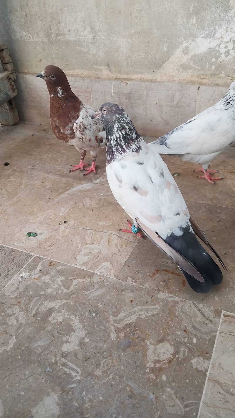 High flyer pigeon Ambersira imamdin kabli gola 2