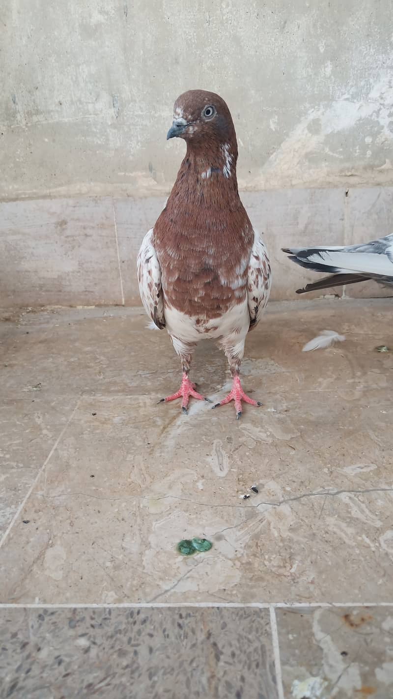 High flyer pigeon Ambersira imamdin kabli gola 3