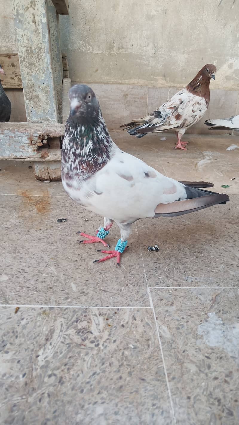 High flyer pigeon Ambersira imamdin kabli gola 4