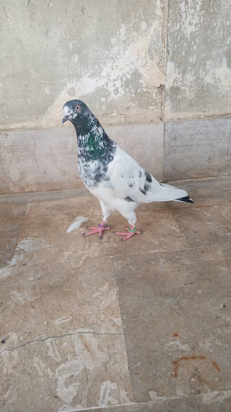 High flyer pigeon Ambersira imamdin kabli gola 5