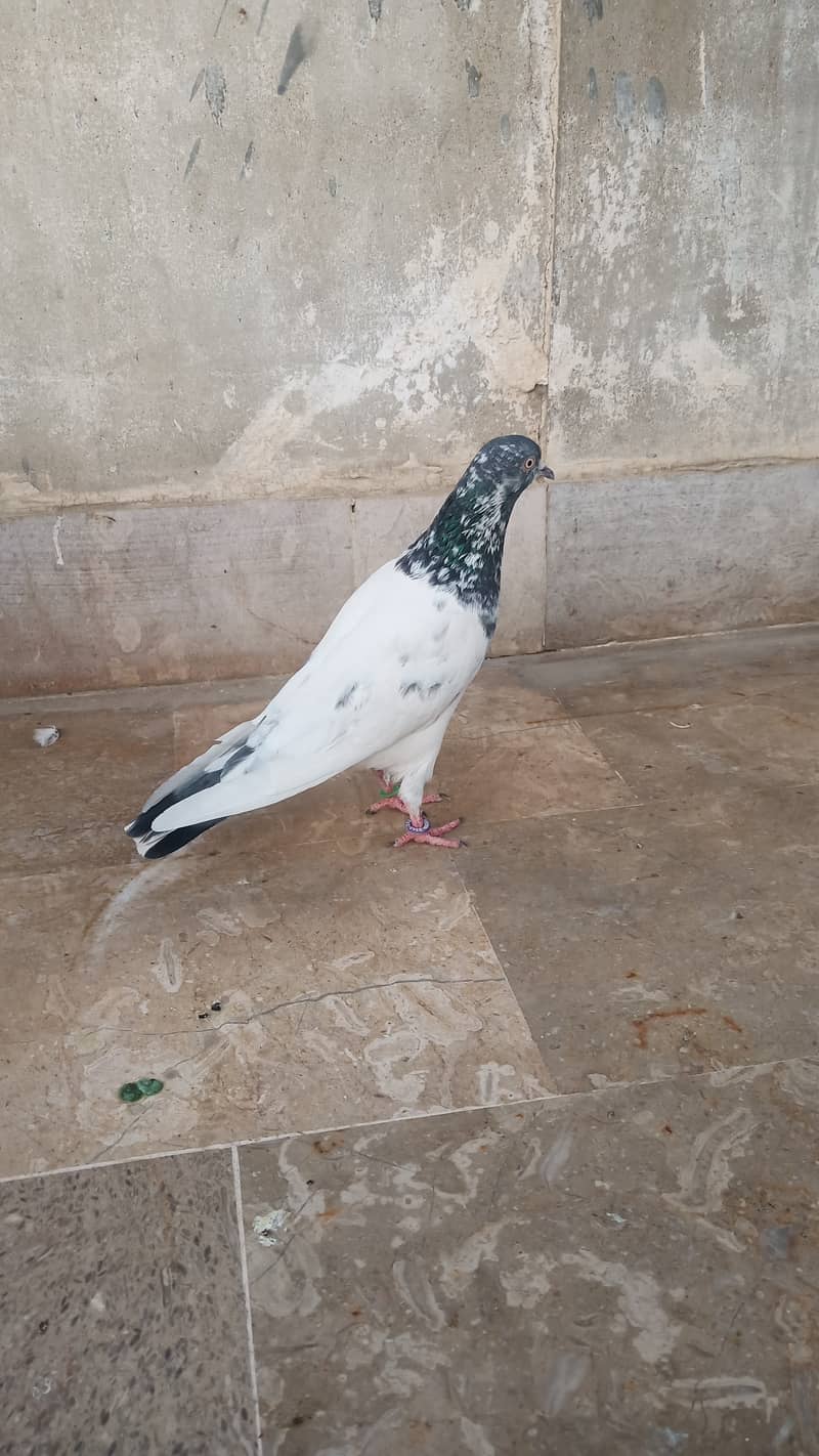 High flyer pigeon Ambersira imamdin kabli gola 6