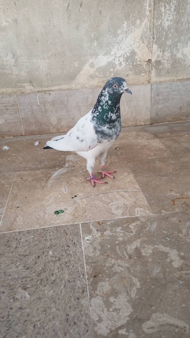 High flyer pigeon Ambersira imamdin kabli gola 7