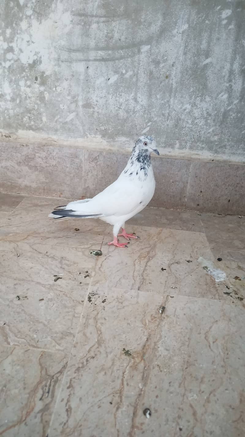 High flyer pigeon Ambersira imamdin kabli gola 8