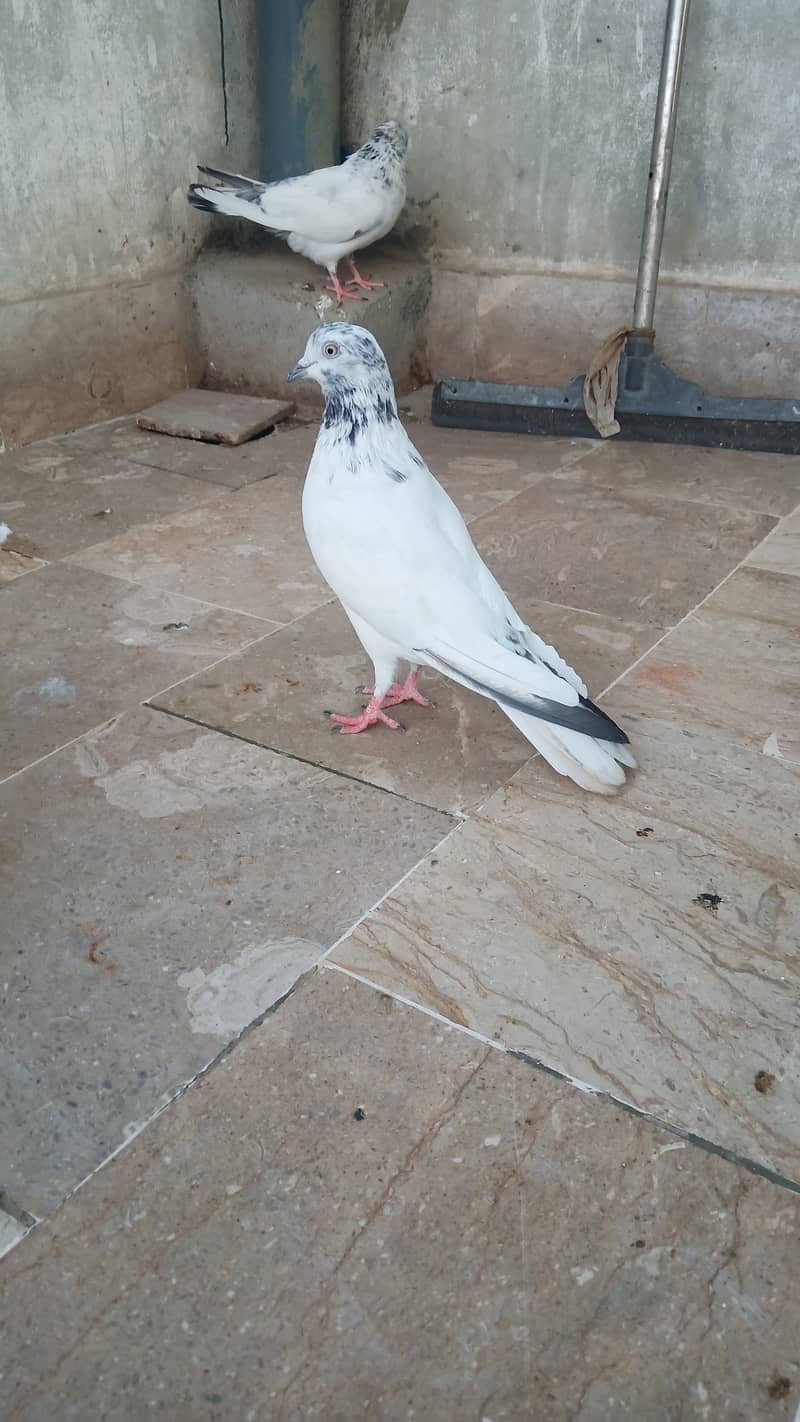 High flyer pigeon Ambersira imamdin kabli gola 9