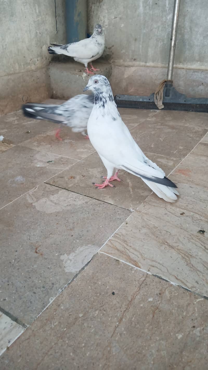 High flyer pigeon Ambersira imamdin kabli gola 10