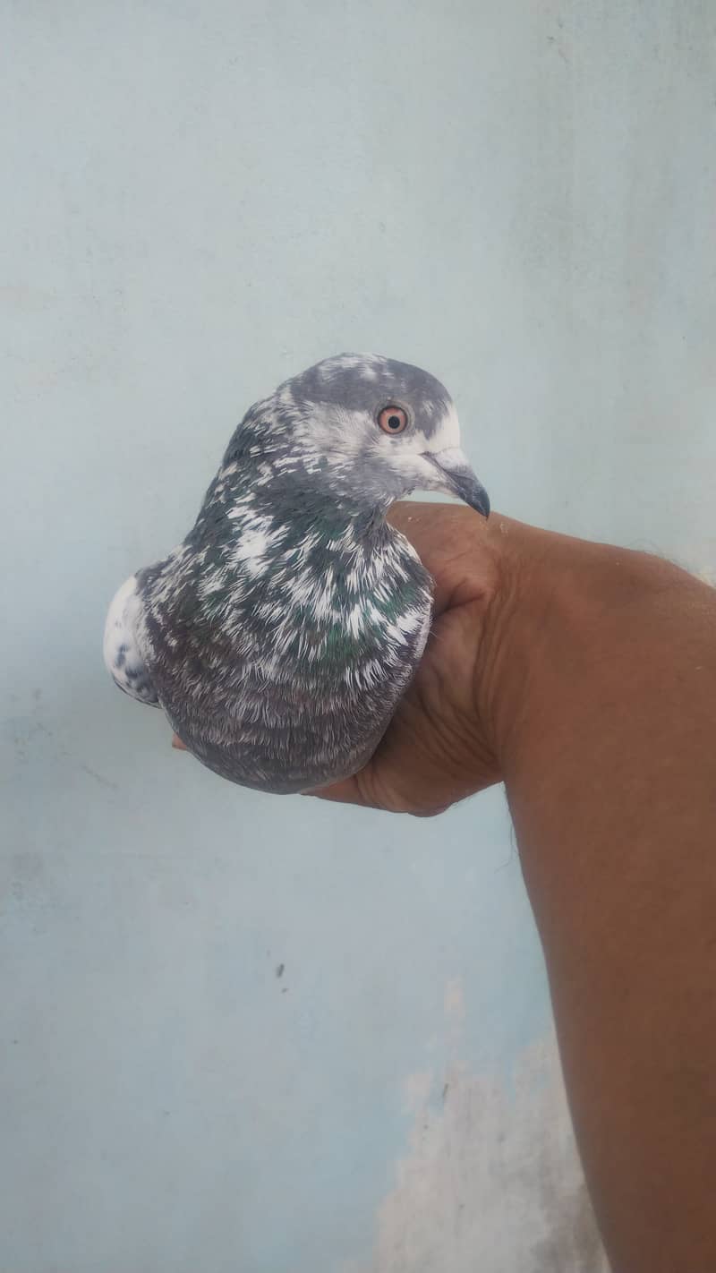 High flyer pigeon Ambersira imamdin kabli gola 11