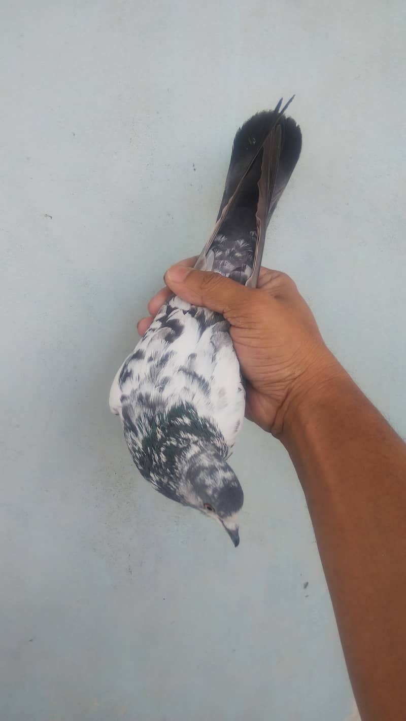 High flyer pigeon Ambersira imamdin kabli gola 12