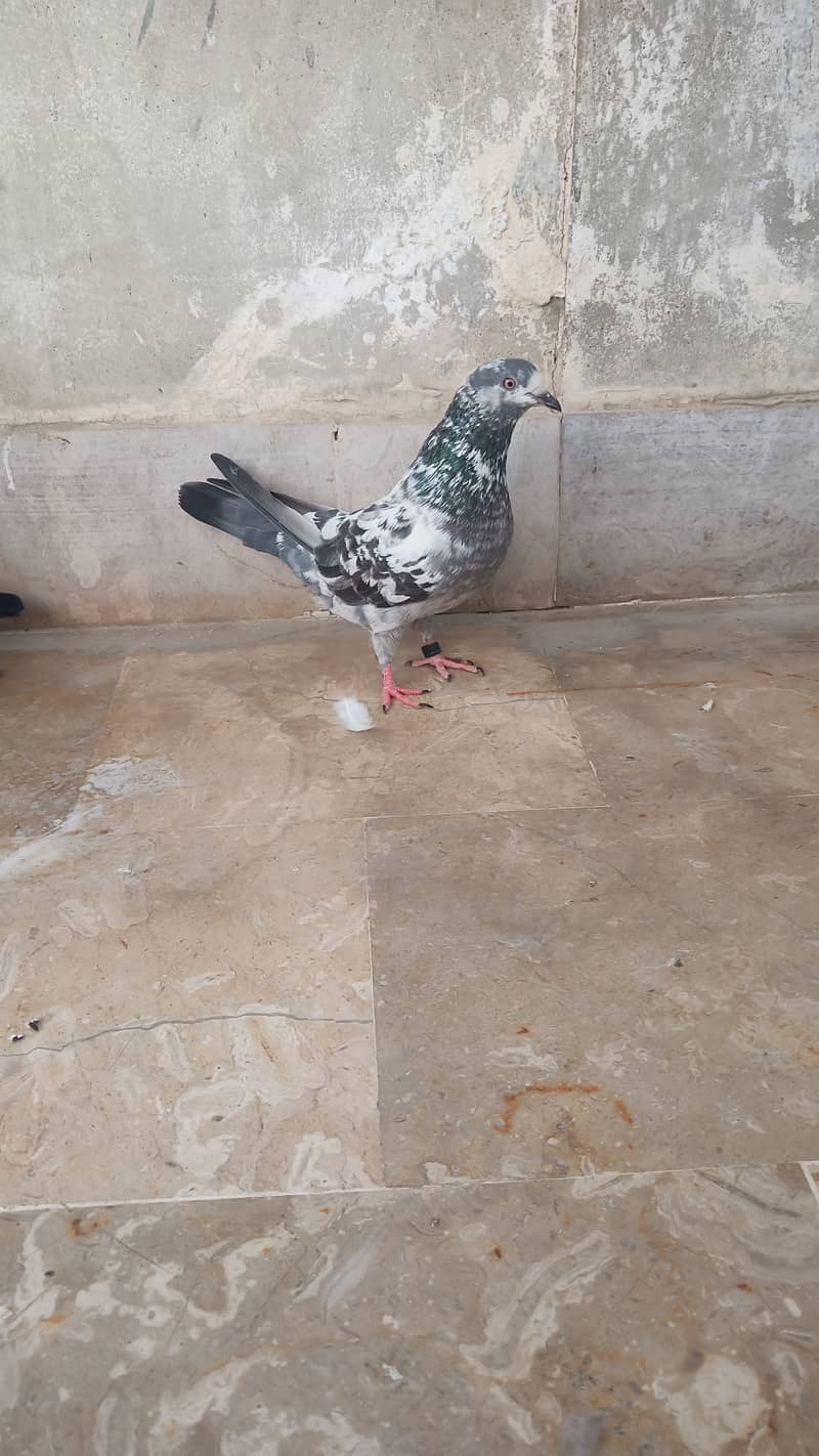 High flyer pigeon Ambersira imamdin kabli gola 13