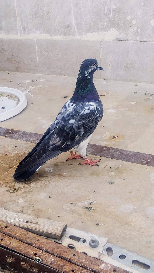 High flyer pigeon Ambersira imamdin kabli gola 15