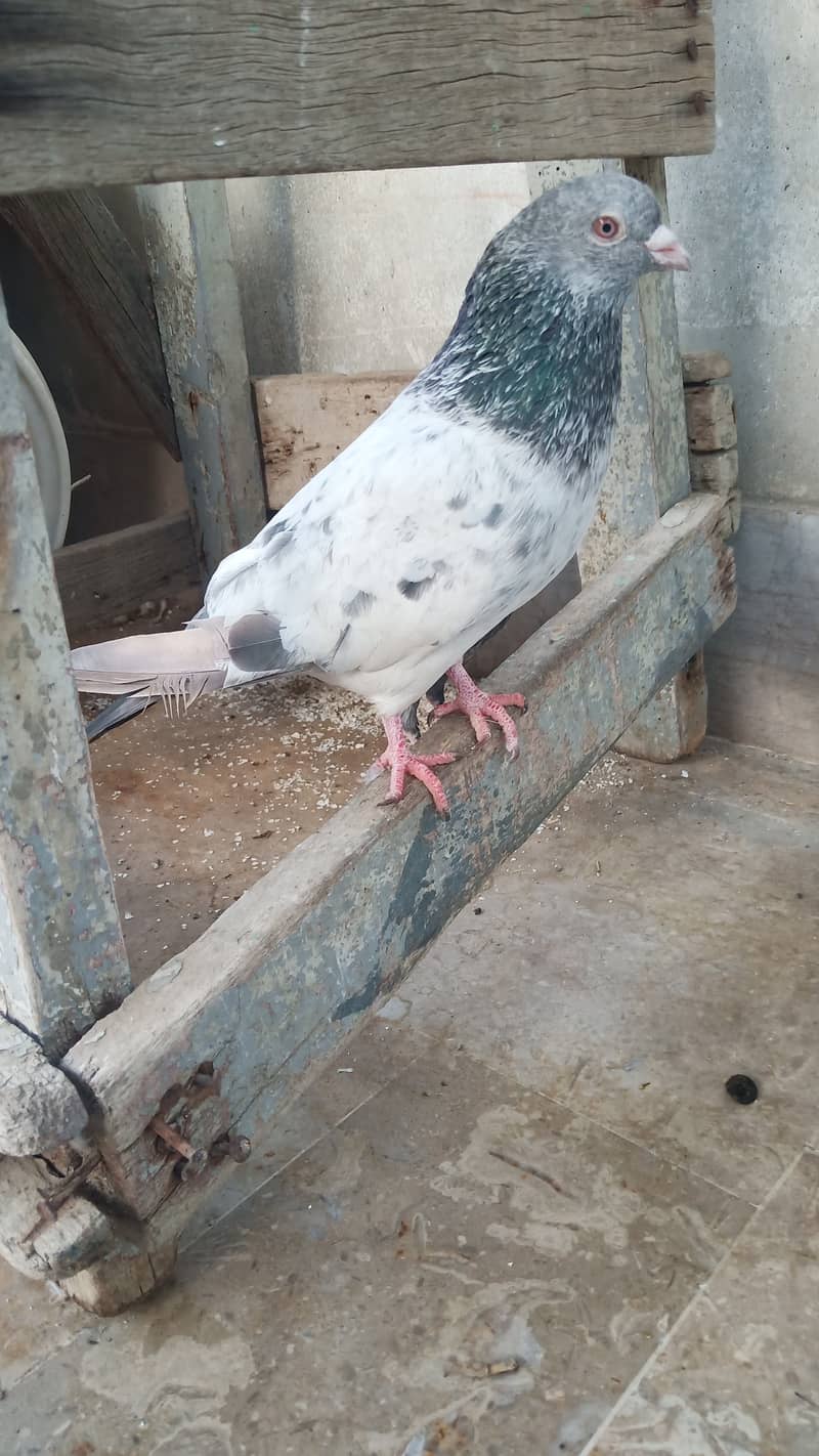 High flyer pigeon Ambersira imamdin kabli gola 16