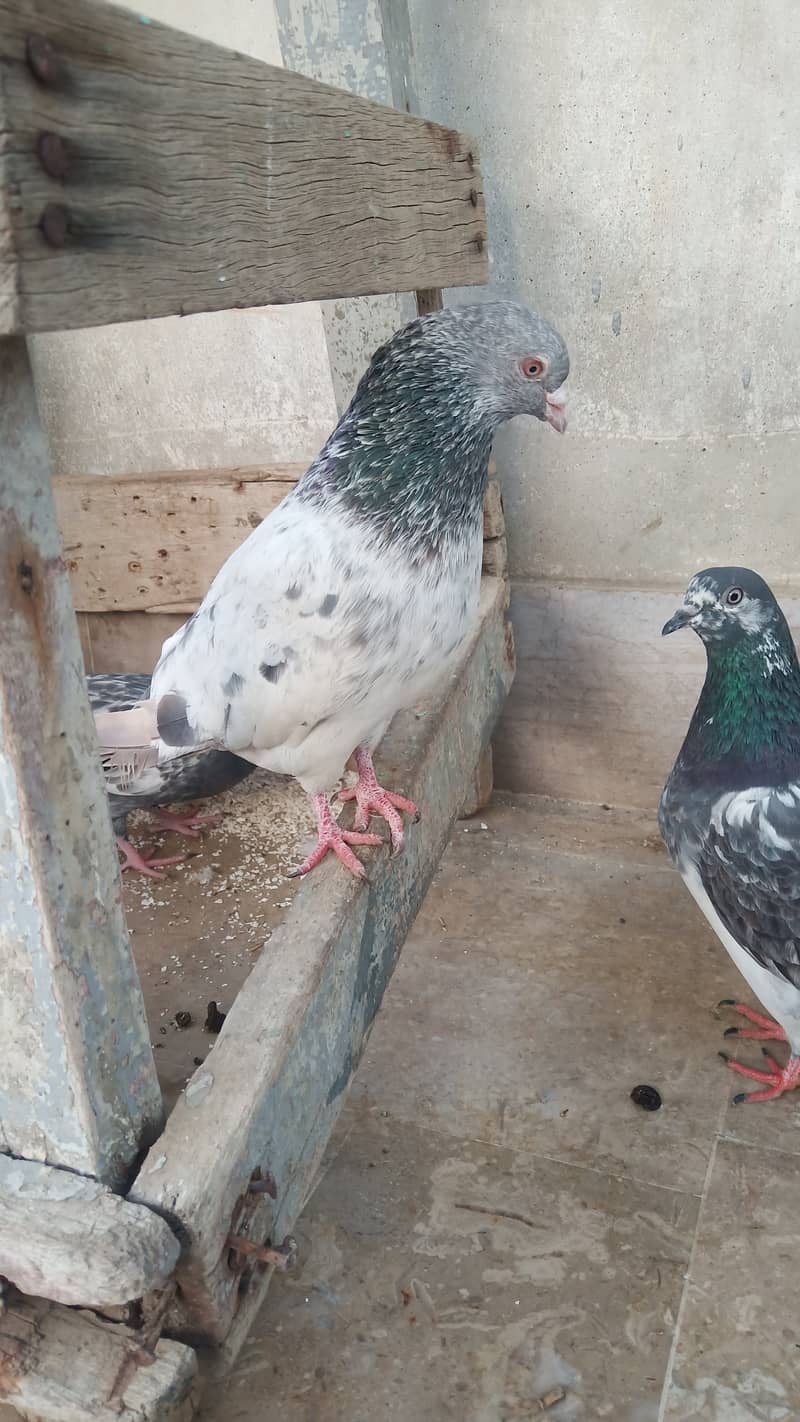 High flyer pigeon Ambersira imamdin kabli gola 17