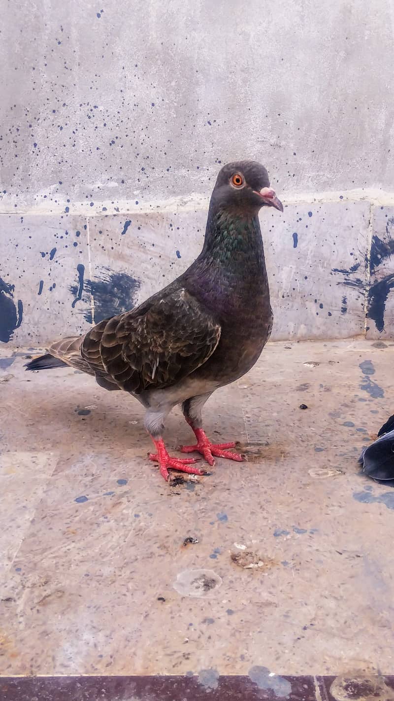 High flyer pigeon Ambersira imamdin kabli gola 18