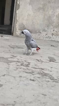 African Grey Parrot Female