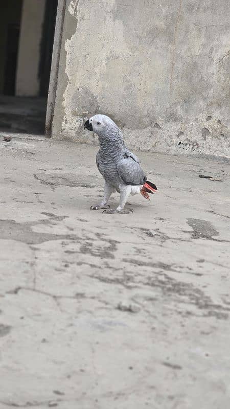 African Grey Parrot Female 0