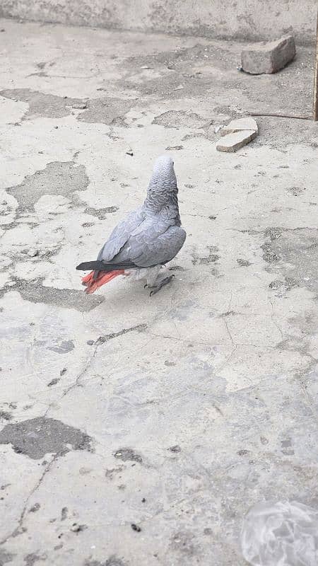 African Grey Parrot Female 1