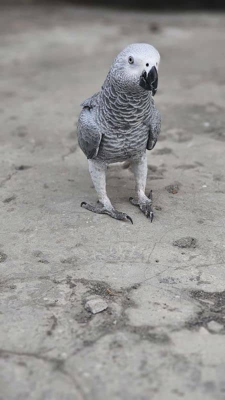 African Grey Parrot Female 2