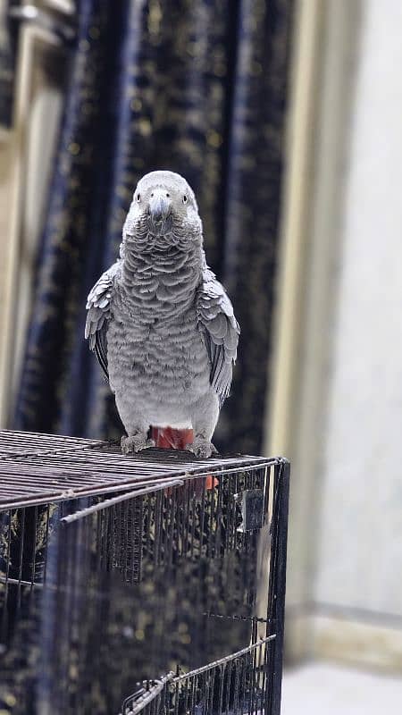 African Grey Parrot Female 3